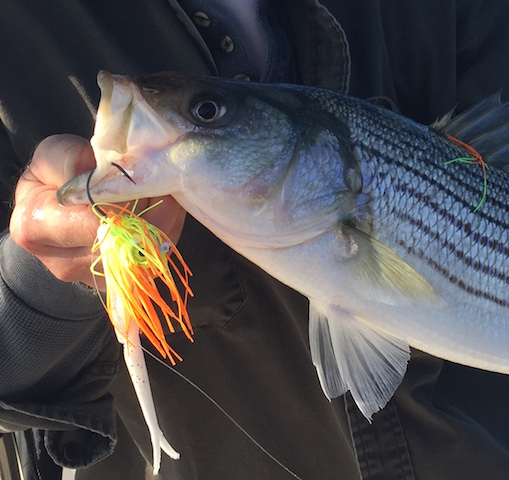 chesapeake light tackle